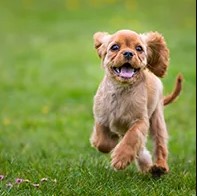 Tierarztpraxis Burkert - Dr. Alois Burkert